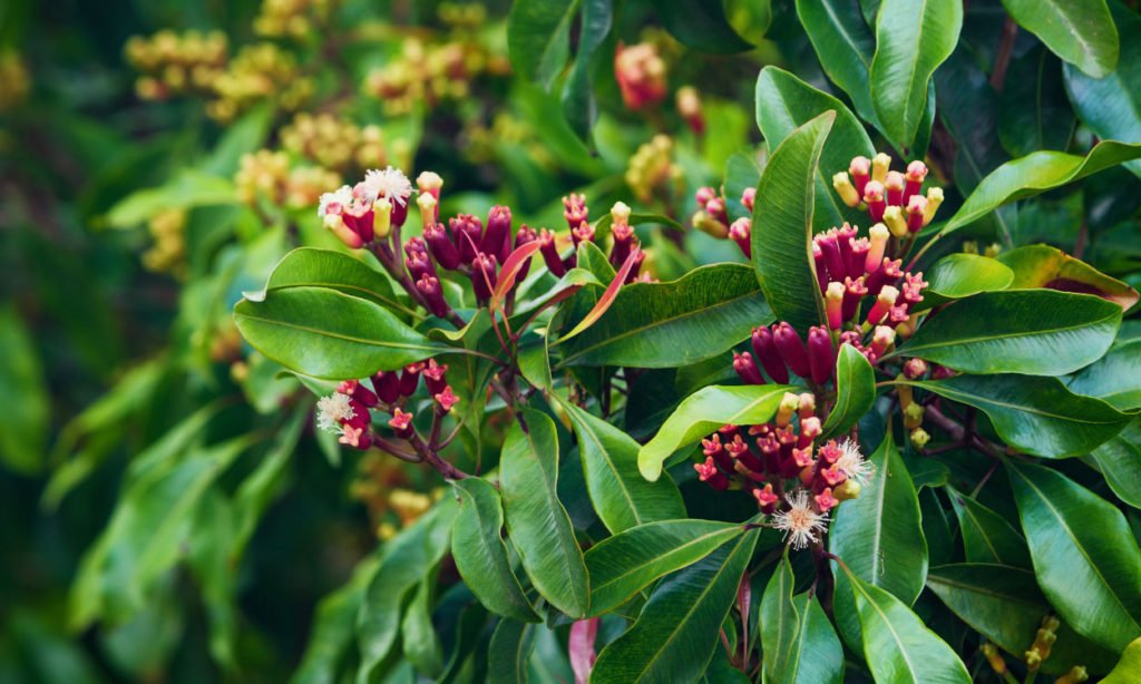 🌺 Zanzibar Spice Farm & Cultural Village Tour